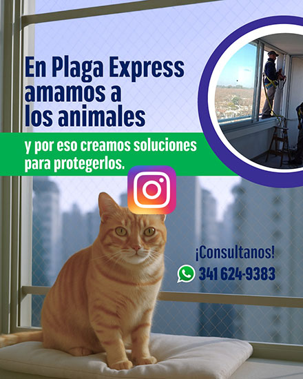 Instagram Plaga Express