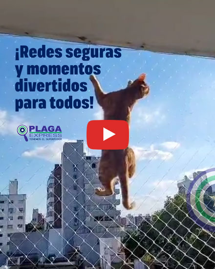 Gatito trepado a la red