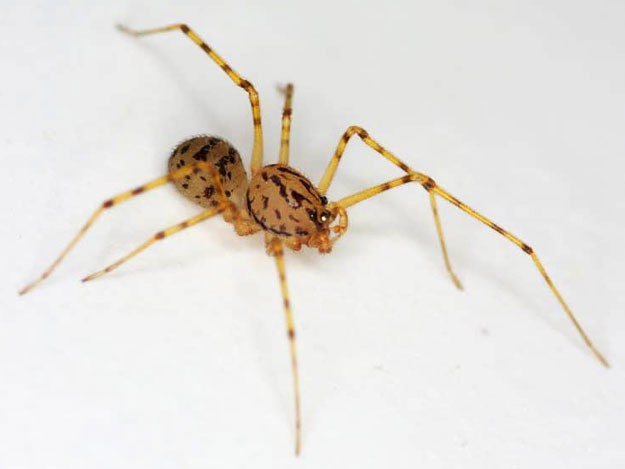 Araña tigre