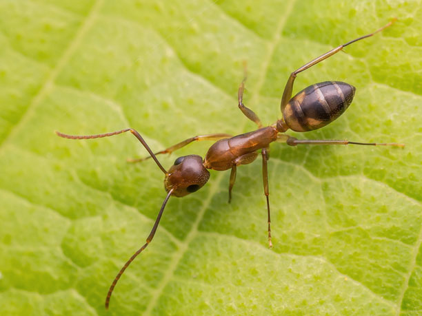 Hormiga argentina