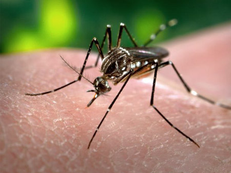 Mosquito Aedes