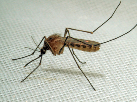 Mosquito común