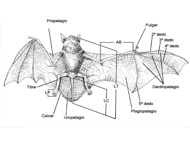 Murciélago croquis