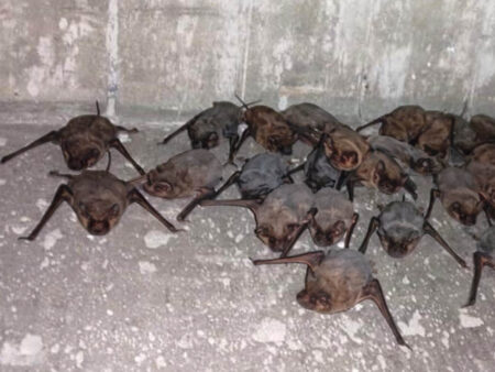 Colonia de murciélagos en taparrollos