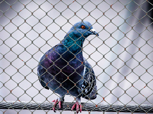 Medidas de alejamiento de aves